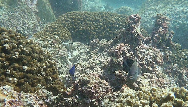Vegetacion marina